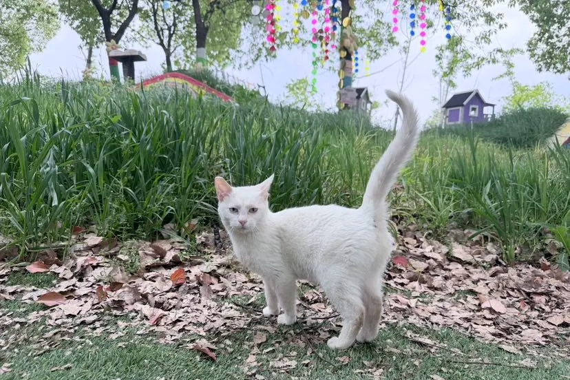 Ilha de Gatos de Xangai inaugura a segunda fase