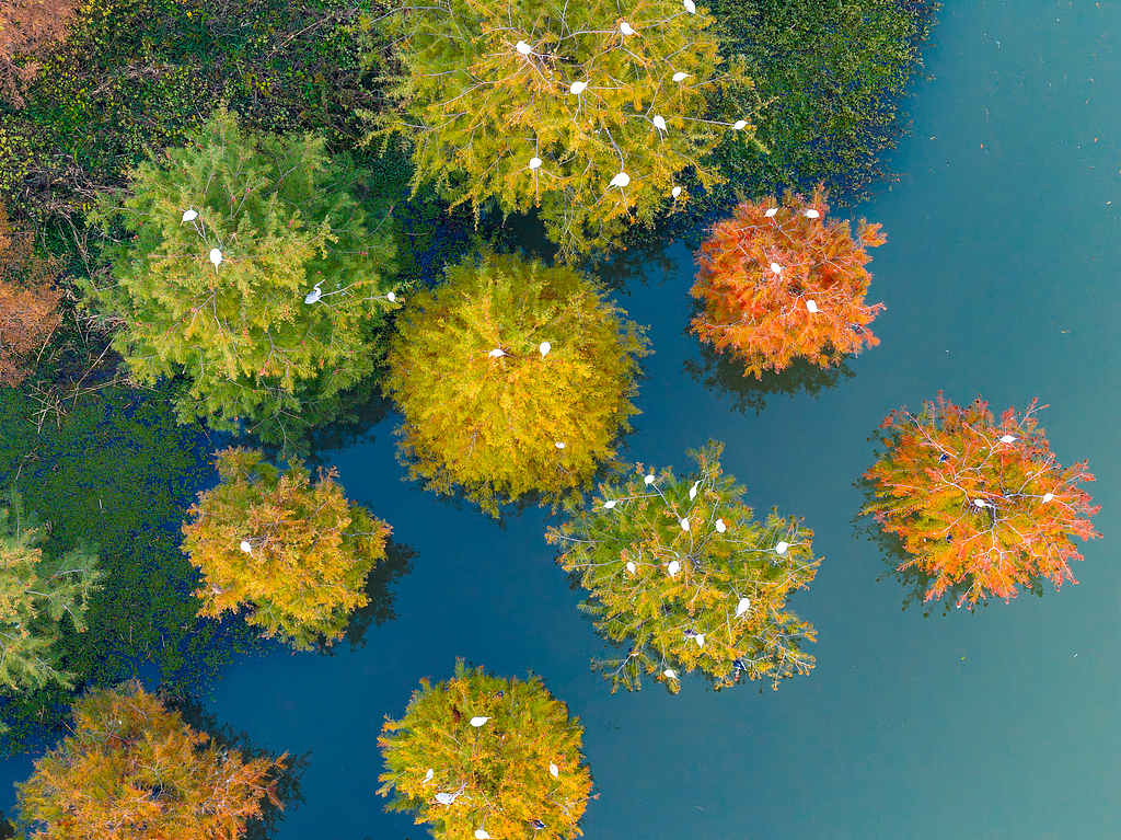 Região do Delta do Rio Yangtzé promove o desenvolvimento verde integrado