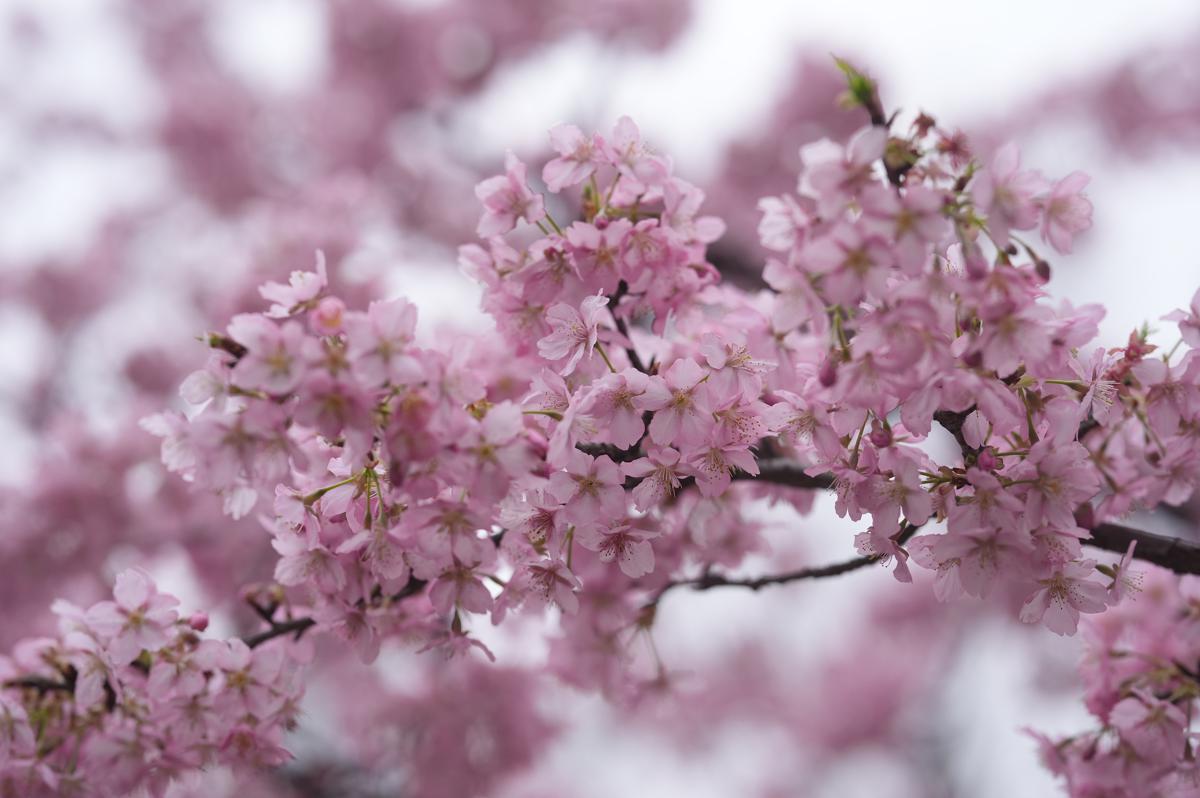 Festival das Flores de Cerejeira de Xangai 2026 ilumina o Parque de Gucun com uma paisagem noturna florescente