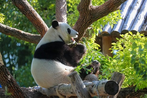  Parque de animais selvagens de Xangai